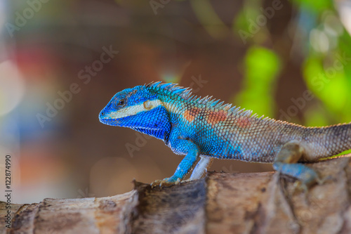 Lizard,dragon , Chameleon , Blue-crested Lizard , Indo-Chinese Forest Lizard  , Indo-Chinese Bloodsucker