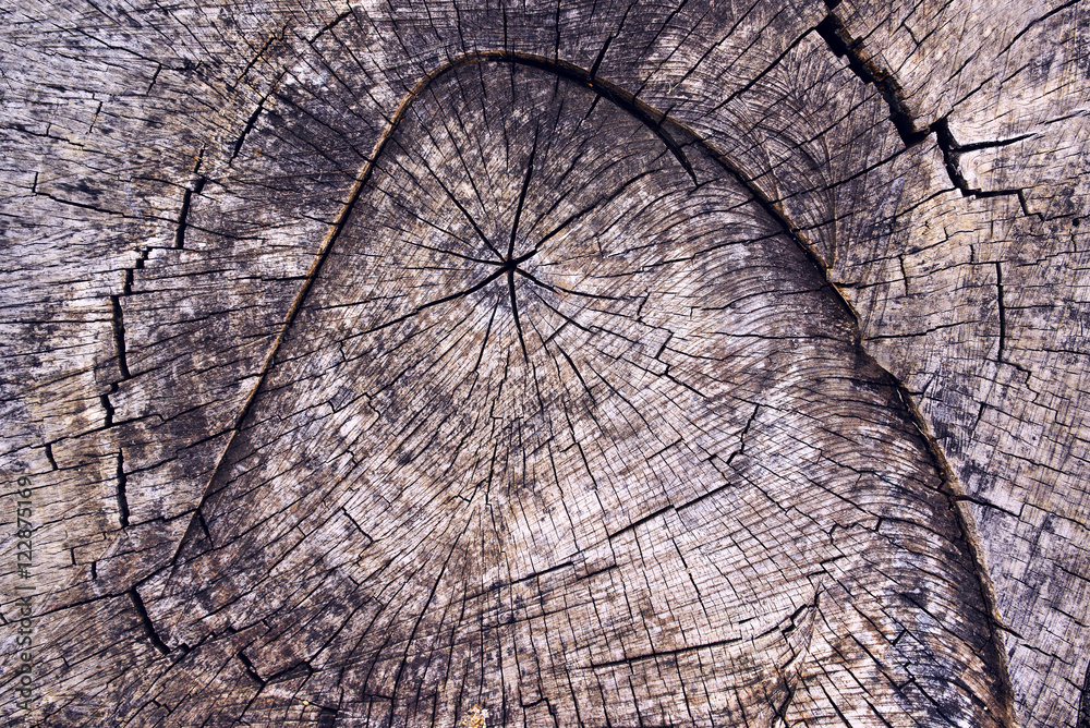 Fototapeta premium Old wooden tree stump cross section surface texture