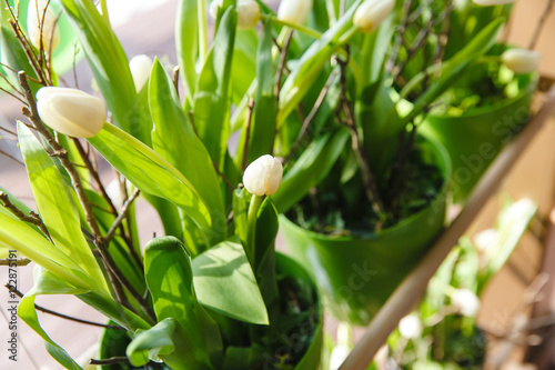 Tender white tulips grow in green flowerpots