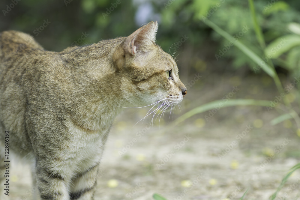 Fototapeta premium cat staring at something .