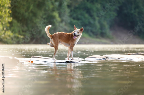 Foto Dogs with deformed legs, smiling happily streams.