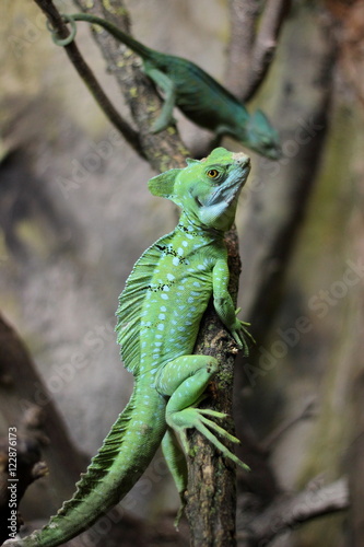 Chameleon iguana