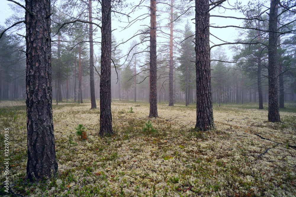 Fog in the pine forest. Fog in the pine forest.
