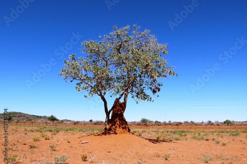 Lonely tree and termite hill in Namibia, Africa photo