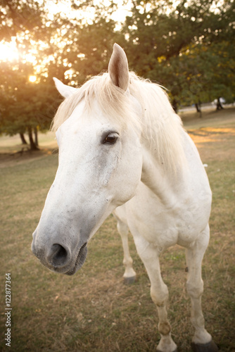 Cavallo bianco selvaggio