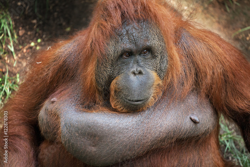 Female Bornean Orangutan