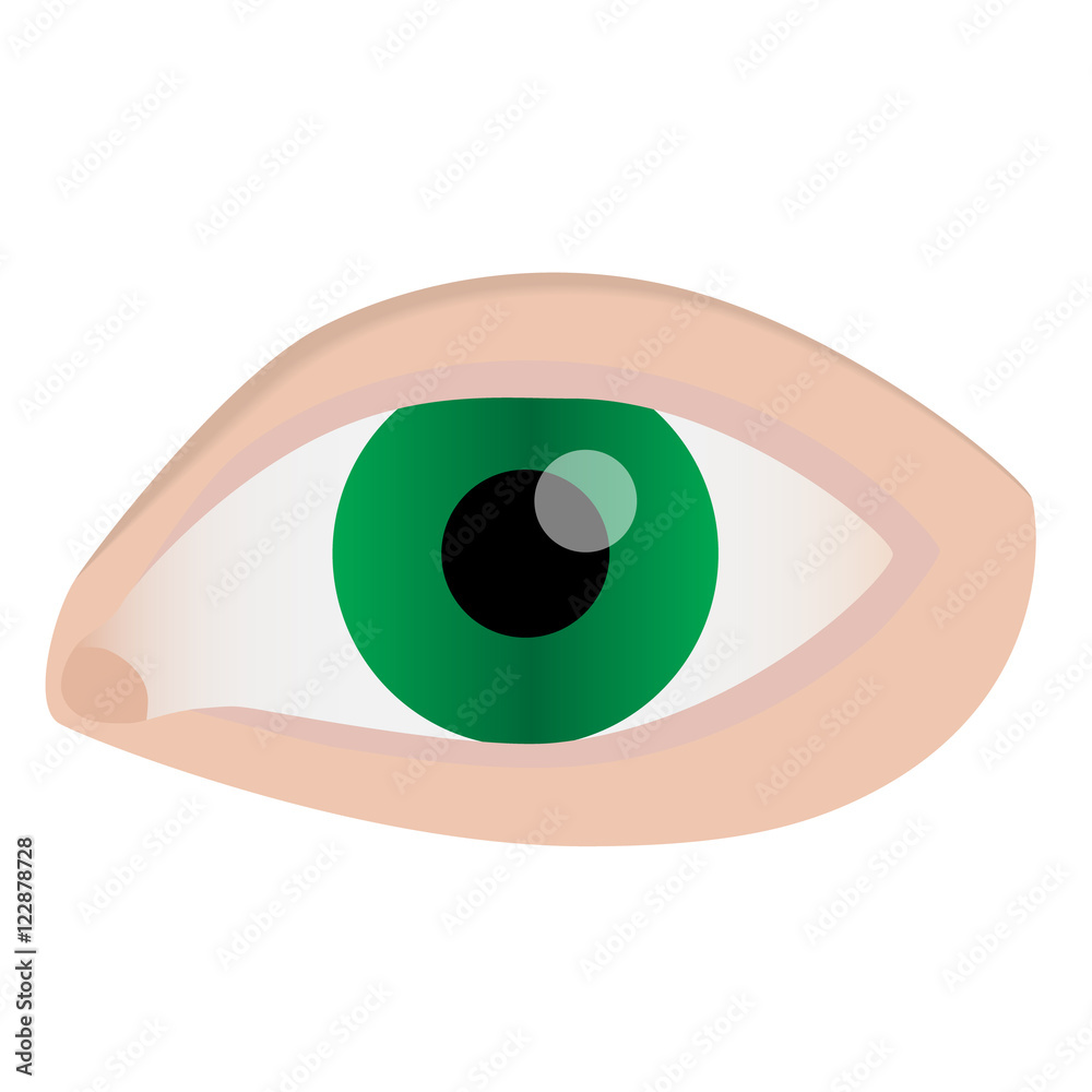 eye green realistic vector ellistration eye green realistic vector ellistration
