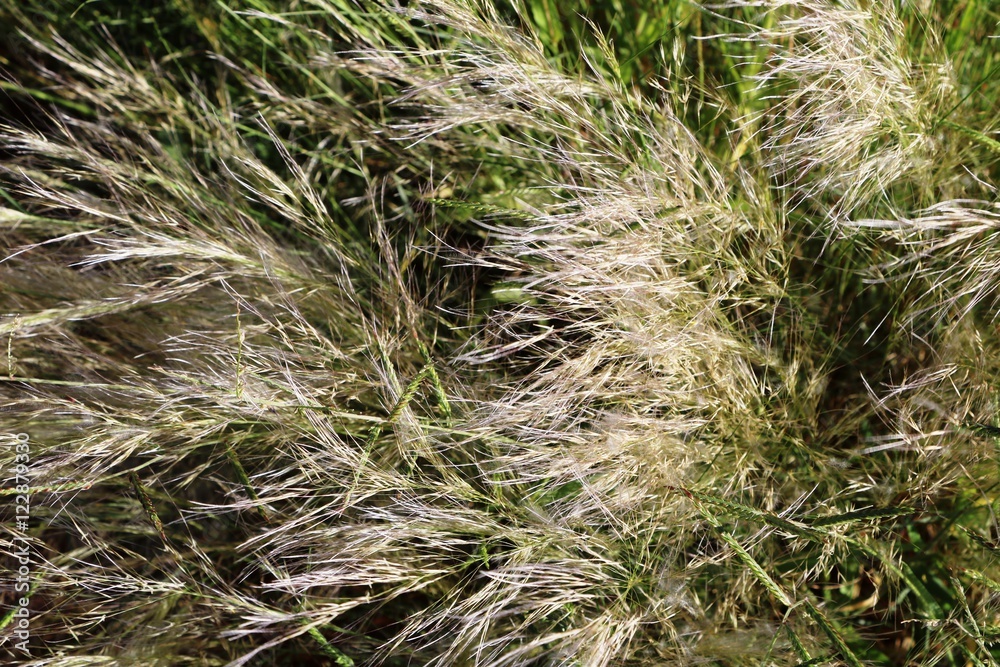 Anthoxanthum aristatum Anthoxanthum aristatum