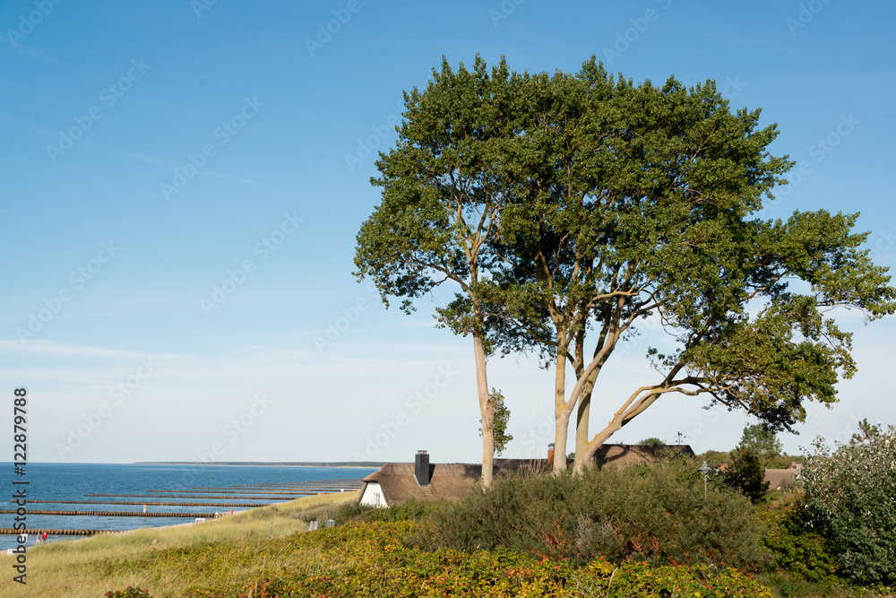 Obraz premium Reetdachkate in den Dünen