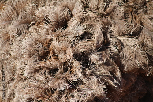 Feathers of the Struthio camelus in Namibia, Africa photo