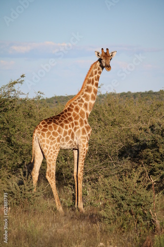 Attentive giraffe in Namibia, Africa