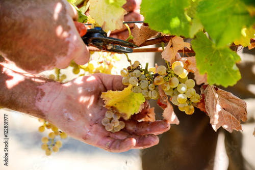 Closeup on bunch of grapes being picked from row