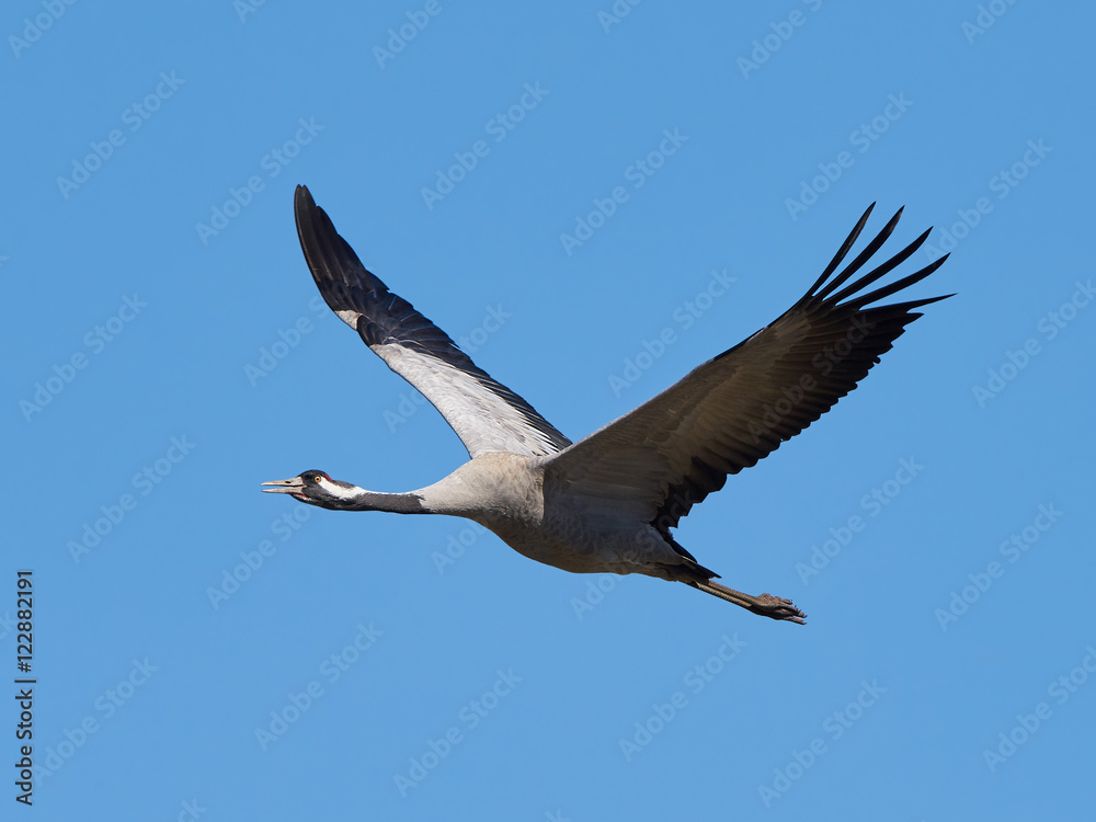 Obraz premium Common crane (Grus grus)