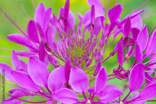 Beautiful flower with detail pollen of Cleome hassleriana spider flower.