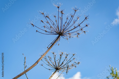 Field plants in warm and sunny autumn day