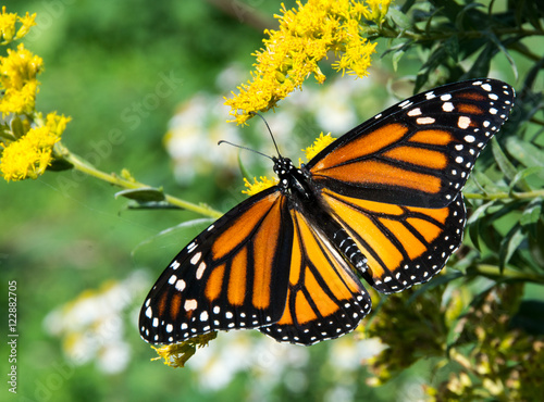 Beautiful Monarch Butterfly/A beautiful Monarch butterfly stretching its wings. © jlwphotography