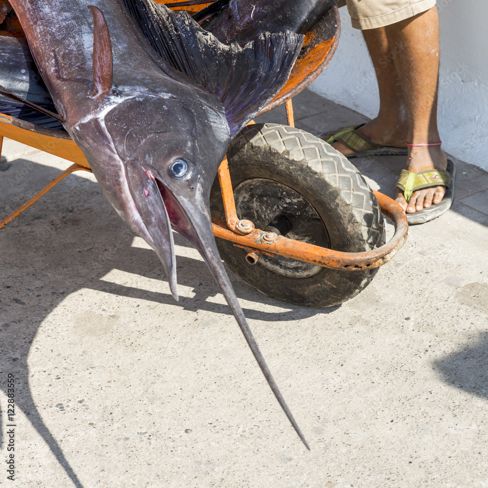 Obraz premium mexix14004