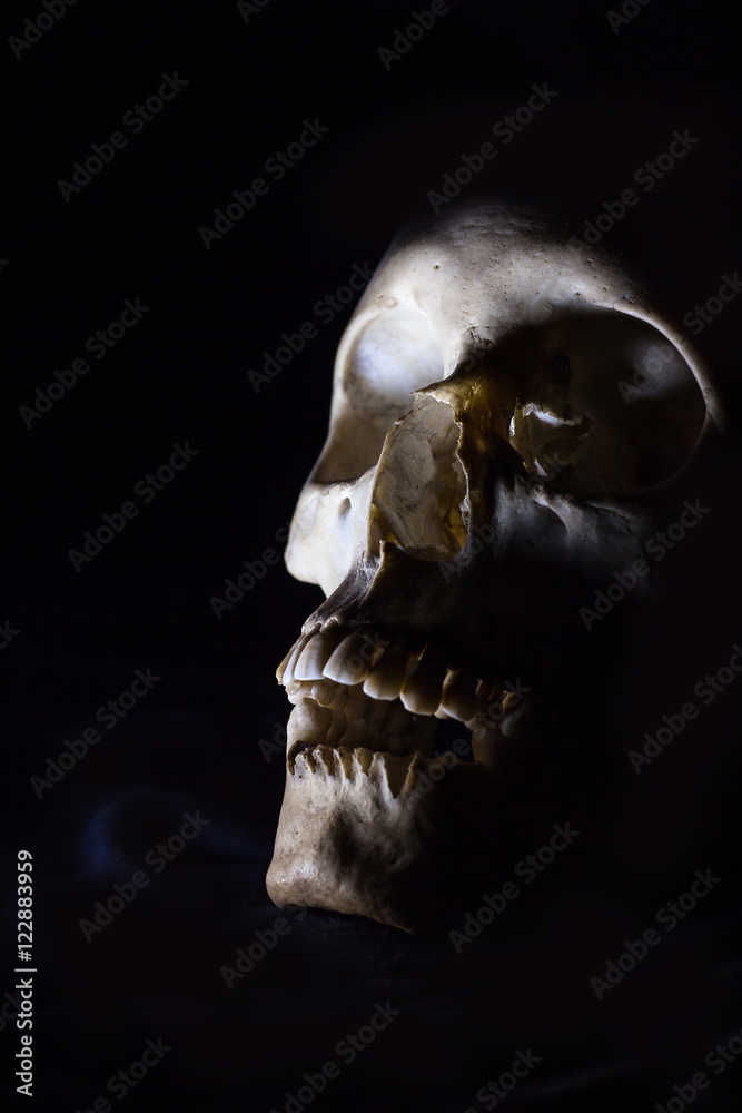 Skull in the dark