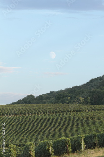 Foto Paysages champenois