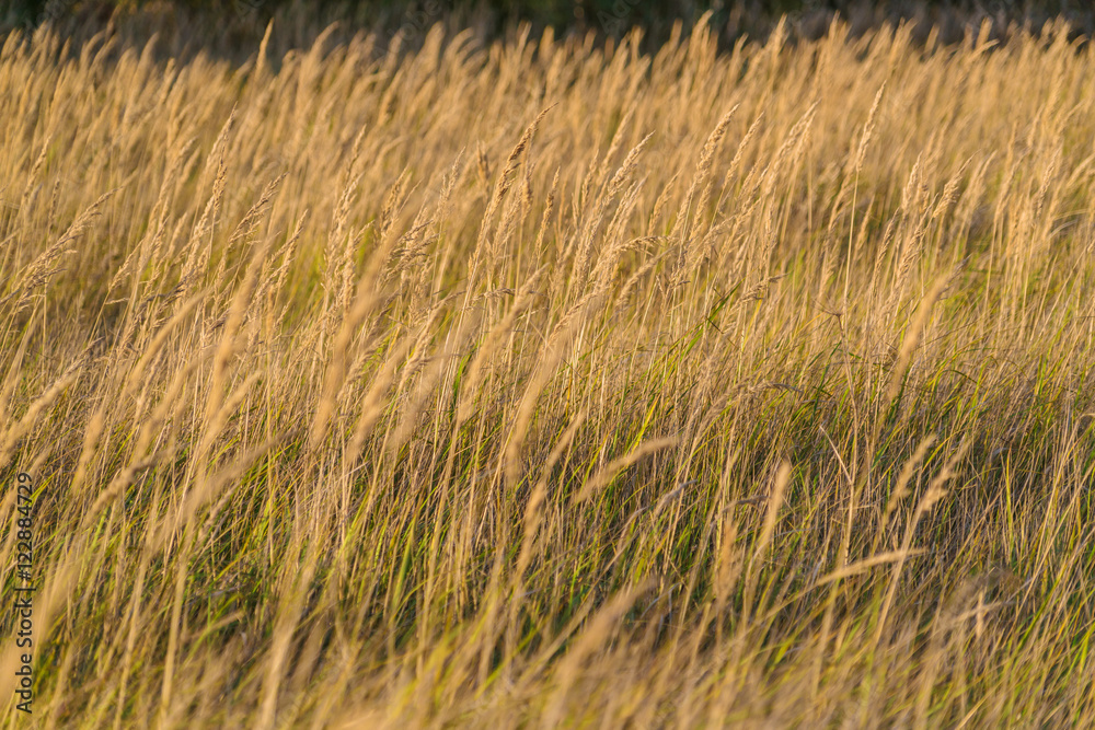 Background with spikes of dry grass in field Background with spikes of dry grass in field