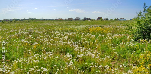Panoramic view of meadow with deflorate dandelions