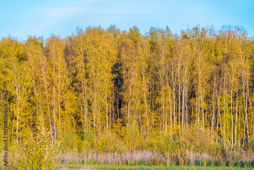 Yellow birches in the autumn forest Yellow birches in the autumn forest