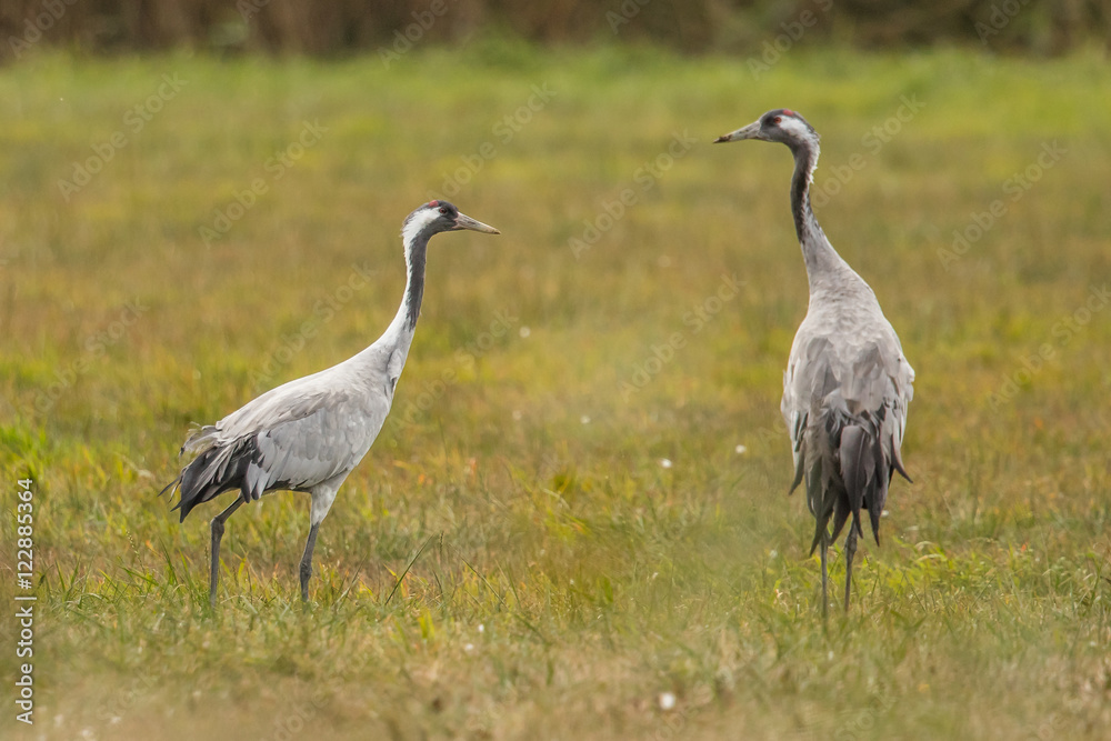 Obraz premium kraniche