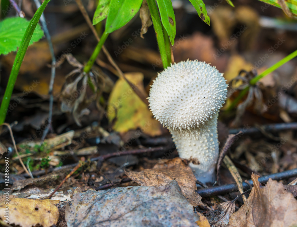 Сommon puffball (Lycoperdon perlatum) edible mushroom Сommon puffball (Lycoperdon perlatum) edible mushroom