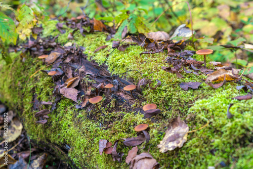 Poisonous fungus (Galerina marginata) on a decaying log 