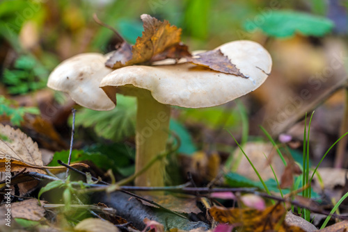 Сlouded agaric (Clitocybe nebularis) edible mushroom   photo