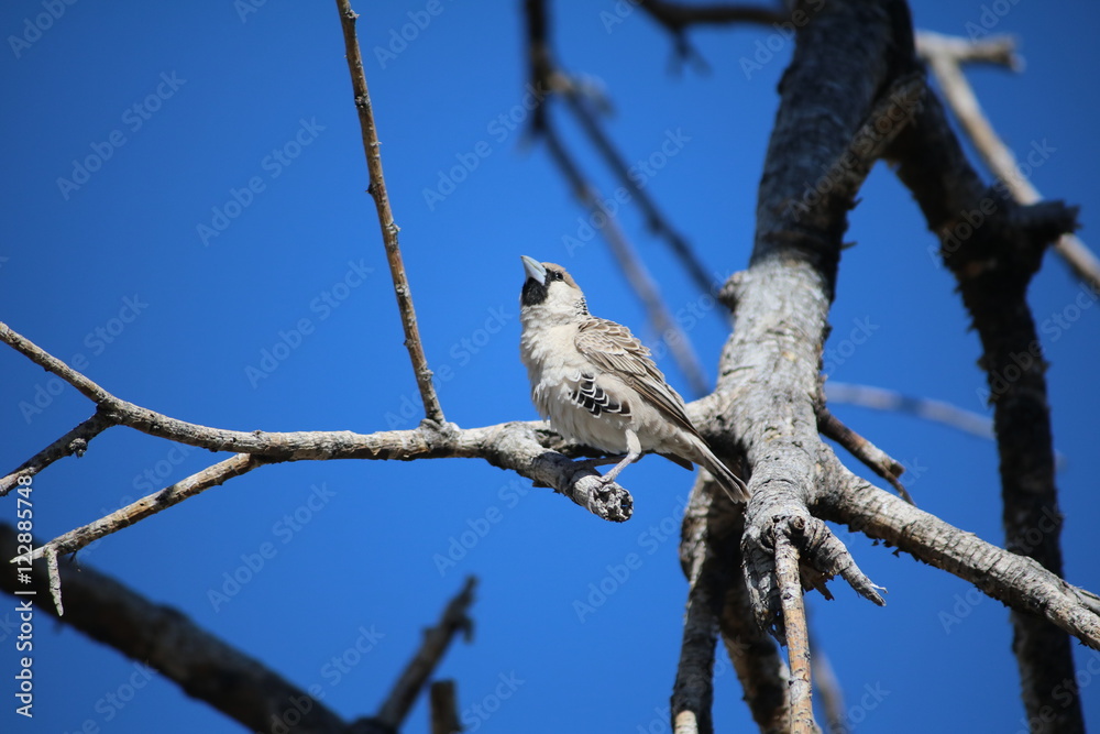 Naklejka premium Weaver bird in tree under blue sky in Namibia, Africa