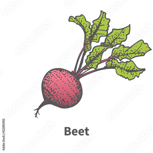 Vector illustration hand-drawn beet with tops
