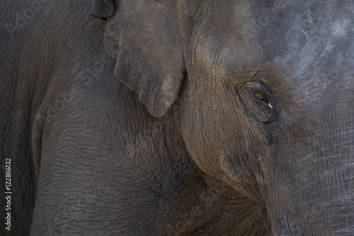 Elephant eye close up detail