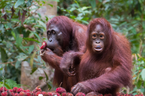 Two orangutan with happy to dine of rambutan (Kumai, Indonesia)