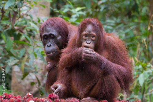 Two orangutan with gladly dine of rambutan on a background of green jungle (Kumai, Indonesia)