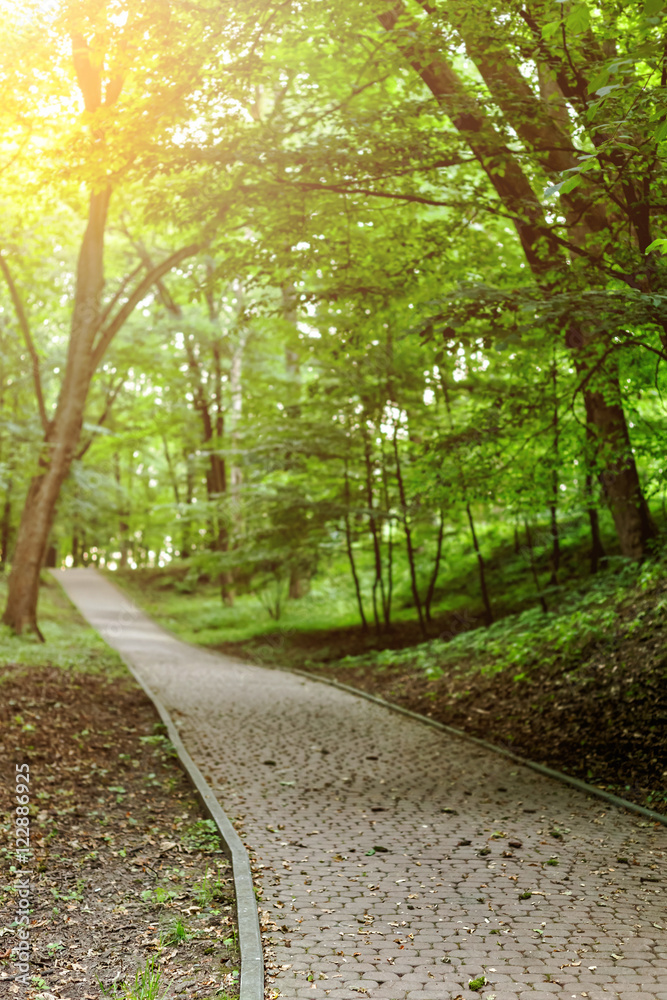 Fototapeta premium Country road running through tree alley