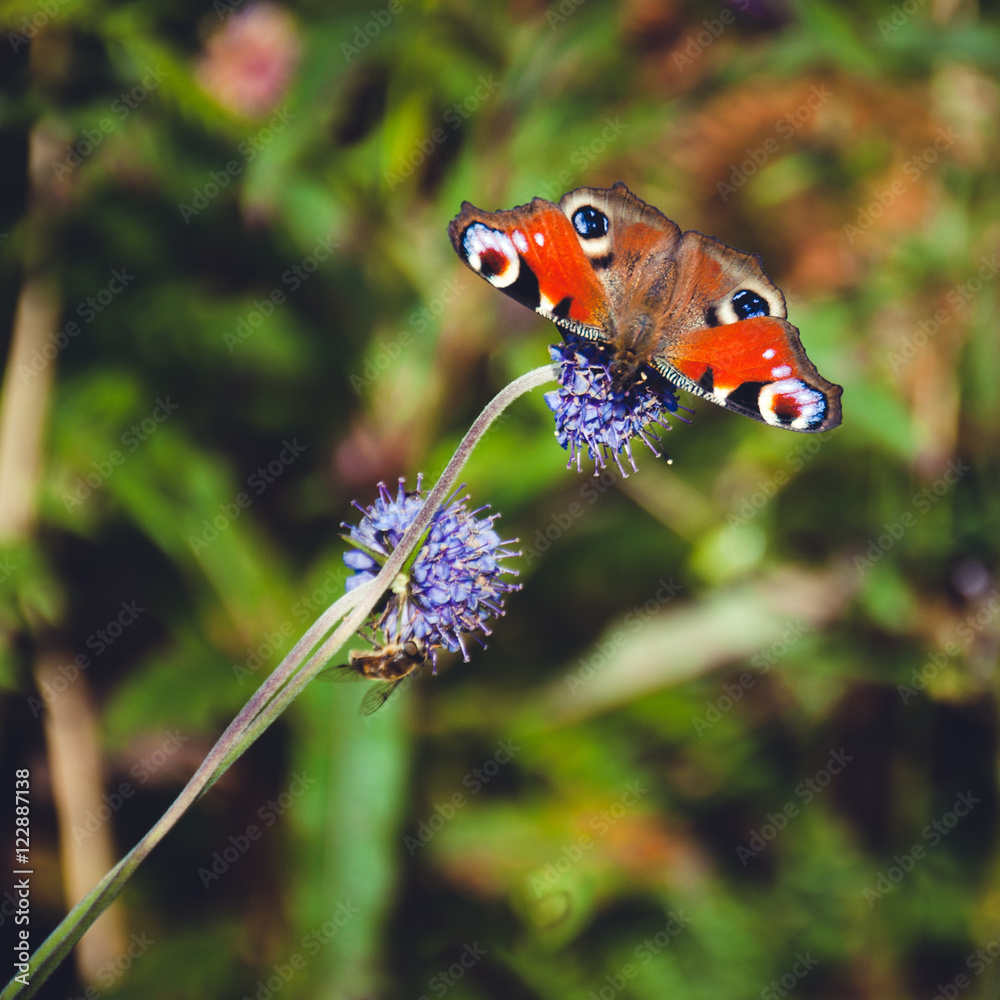 Peacock Butterfly Peacock Butterfly