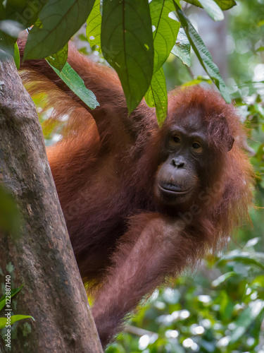 Auburn orangutan peers from behind a tree (Kumai, Indonesia)