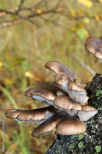Oyster (Pleurotus sp.) mushrooms on a silver birch in the September forest