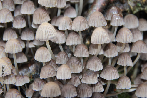 Tree mushrooms on a silver birch in the September forest