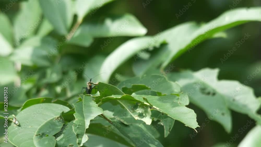 an assassin bug is hunting the worm as prey on the plant shoot an assassin bug is hunting the worm as prey on the plant shoot