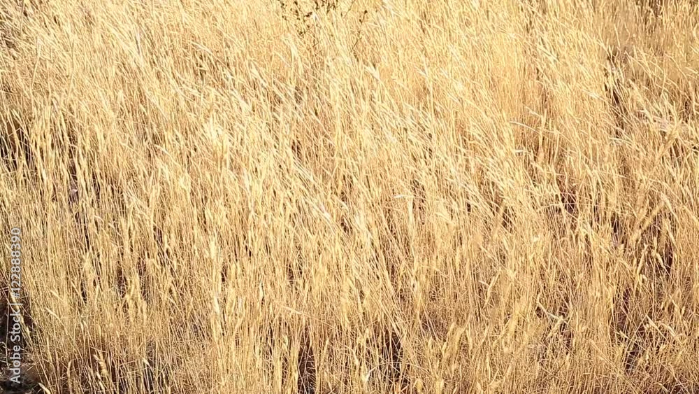 Plants with ears dry moving wind one summer morning in a meadow in the Sierra del Segura, Albacete, Spain. Plants with ears dry moving wind one summer morning in a meadow in the Sierra del Segura, Albacete, Spain.