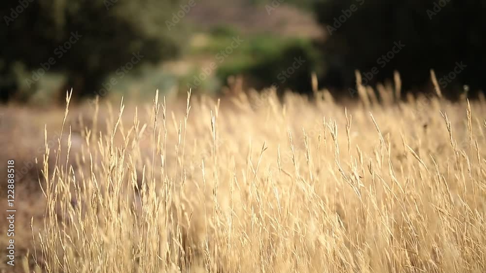 Plants with ears dry moving wind one summer morning in a meadow in the Sierra del Segura, Albacete, Spain.