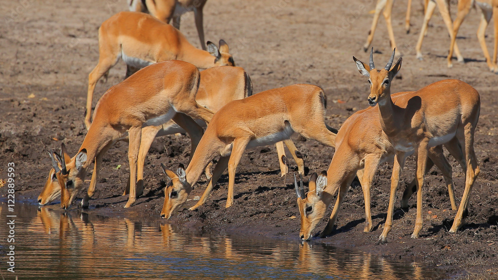 Impalas in Chobe National Park Impalas in Chobe National Park