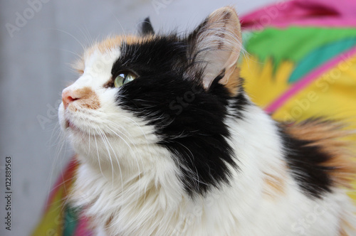 Calico cat close-up portrait 