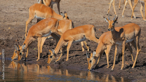 Impalas in Chobe National Park
