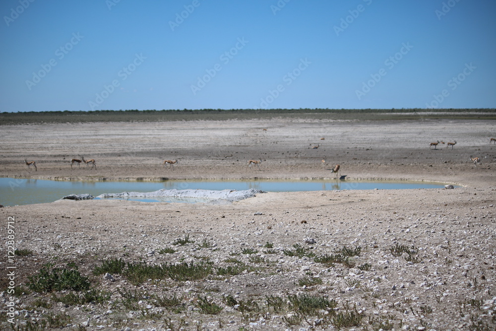 Waterhole in Etosha National Park Namibia, Africa Waterhole in Etosha National Park Namibia, Africa