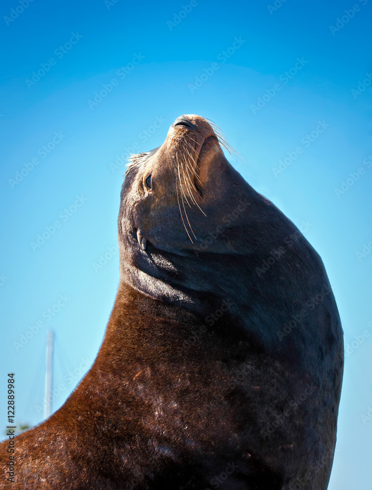 Naklejka premium California Sea Lion Bull