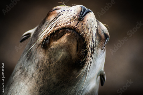 Fotografie Expressive Sea Lion with big whiskers