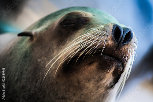 Obraz na plátně Expressive Sea Lion with big whiskers
